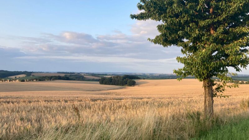 Weizenfeld bei Gödelitz
